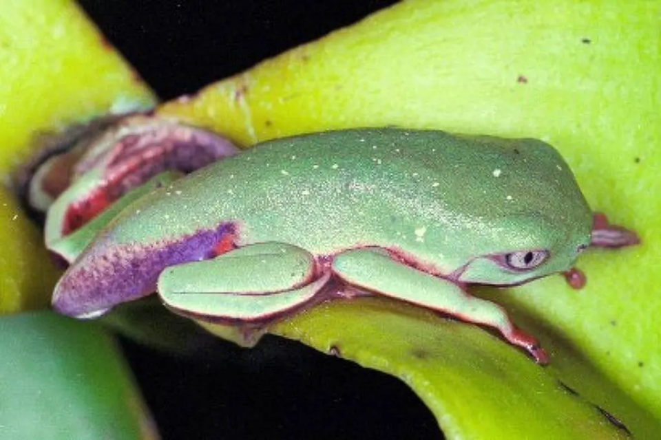 Vírus letal reduz em 83% população de pererecas em reserva da mata atlântica Patógeno também afeta répteis e peixes