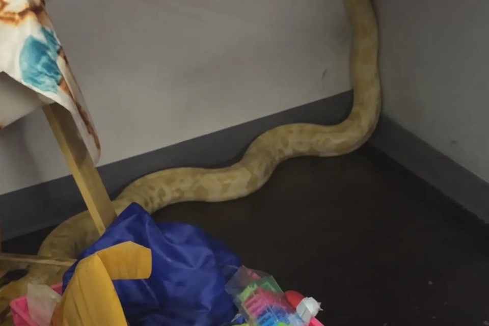 Cobra píton é acusada de causar incêndio em escola; vídeo Animal de 2,4 metros foi acusada pelos bombeiros, mas defendida por professora