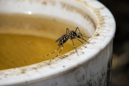 Aedes aegypti, mosquito transmissor da dengue, zika e chikungunya, encontra condições para reprodução mesmo em recipientes com pouca água (Foto: Governo Federal)