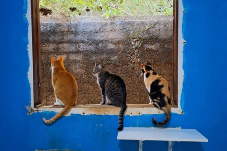 Projeto Viva Gato vai encerrar as atividades em Aparecida de Goiânia depois de 14 anos, e convida a sociedade a adotar 18 animais que moram no abrigo (Foto: Projeto Viva Gato)