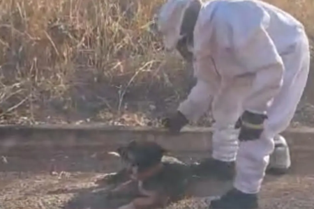 Cachorro sendo resgatado - (Foto: reprodução/Corpo de Bombeiros)