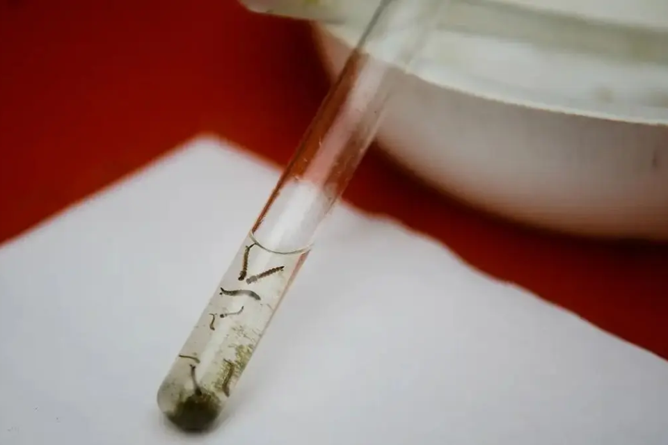 Aedes aegypti na forma de larva