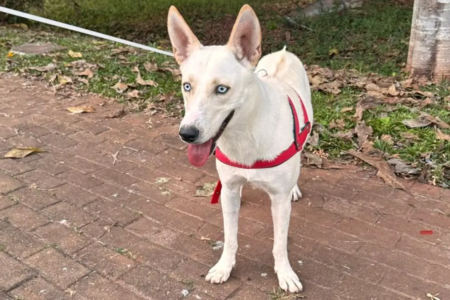 Ação “Adote um Aumigo” é realizada pela ONG Focinho Caridoso Evento em shopping de Goiânia promove adoção de cães neste sábado (22); veja