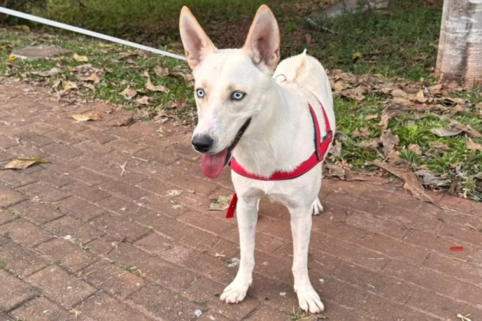Ação “Adote um Aumigo” é realizada pela ONG Focinho Caridoso Evento em shopping de Goiânia promove adoção de cães neste sábado (22); veja