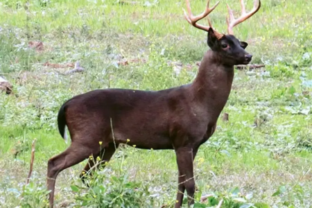 Cervo-do-pantanal com pelagem escura e galhada em área de vegetação