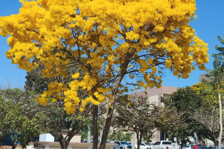 Ipê-amarelo floresce durante o período seco em Goiás (Foto: Josana de Castro Peixoto)