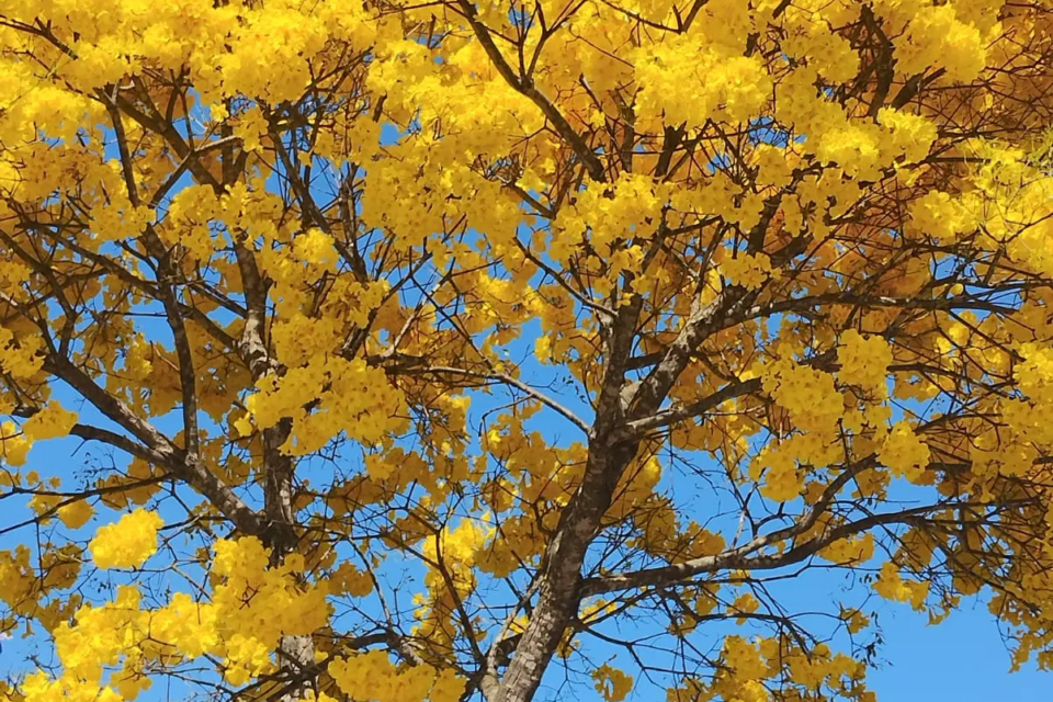 Flores do ipê-amarelo atraem polinizadores e marcam o ciclo reprodutivo da espécie no Cerrado (Foto: Josana de Castro Peixoto)