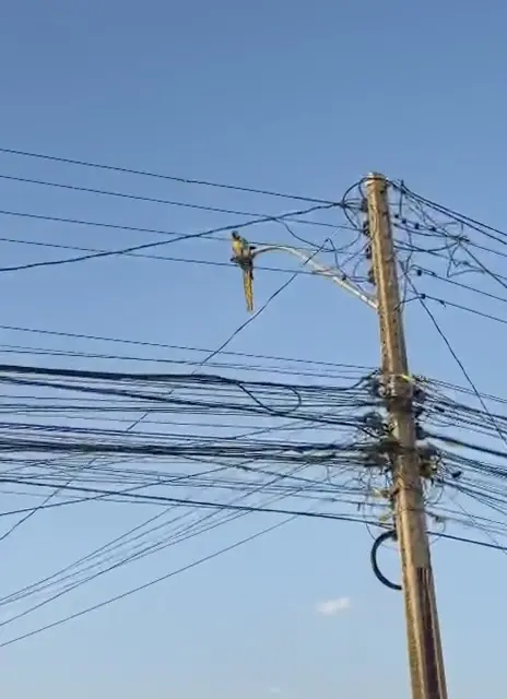 Vídeo