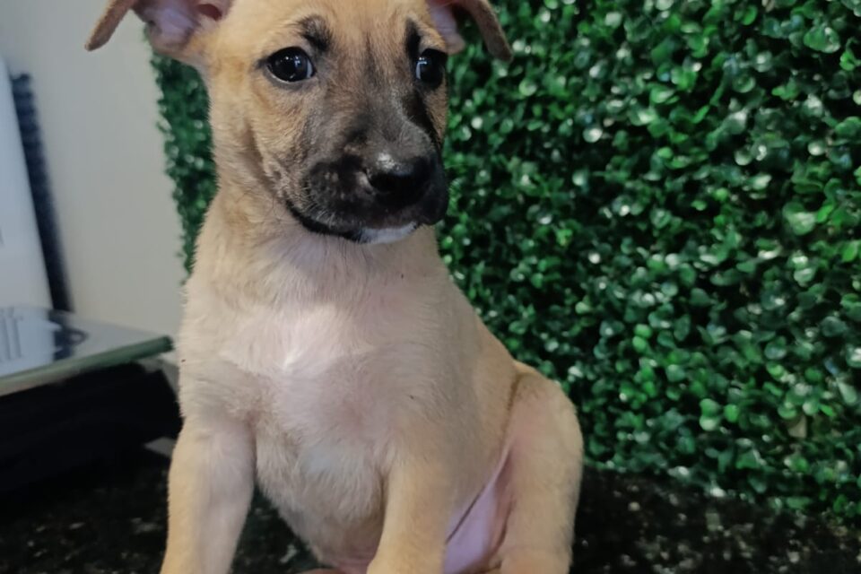 Animal do evento Deu Match com meu Pet