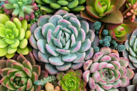 Bazar Estação das Plantas reúne espécies e itens de jardinagem em Aparecida de Goiânia