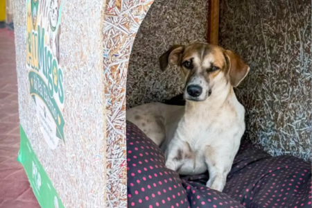 cachorro x trindade