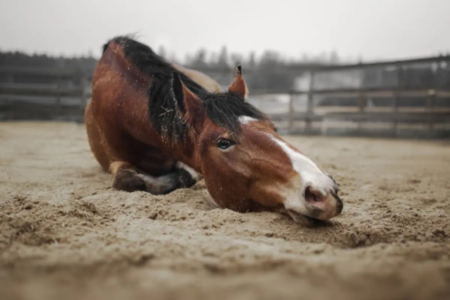 cavalo x raiva