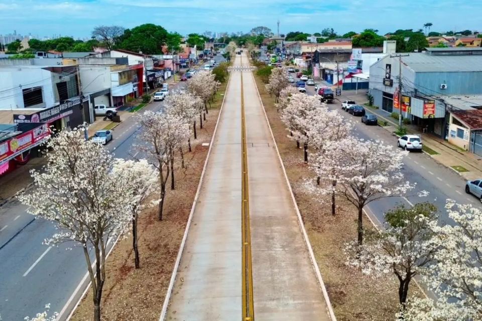 Espécie nativa do Cerrado perde as folhas antes da floração e pode permanecer florida por até cinco dias (Foto: Joabe Mendonça)