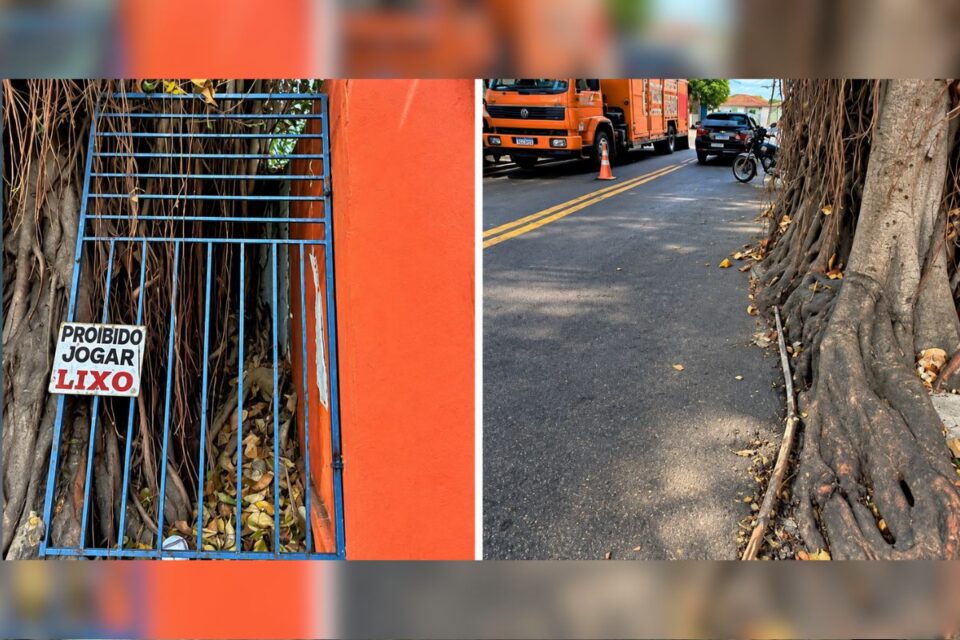 Gameleira no Setor Campinas invadiu a casa de morador e a rua (Foto: Amma)