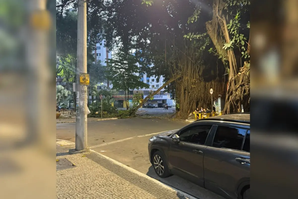 Galho gigante de gameleira cai no meio da rua na Praça da Cirrose, em Goiânia (Foto: Comurg)