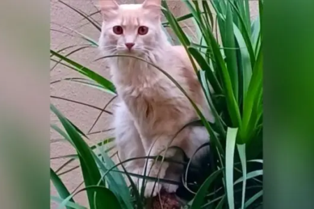 Gato Loirinho, desaparecido há um ano no Parque Amazônia, em Goiânia