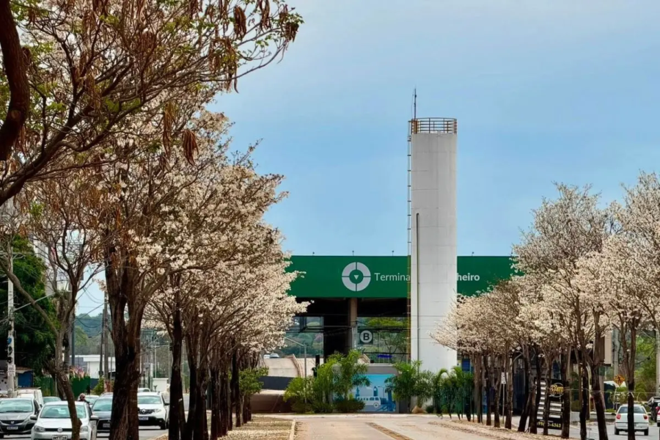 Goiânia tem cerca de 50 mil ipês espalhados em vários pontos da cidade (Foto: Joabe Mendonça)
