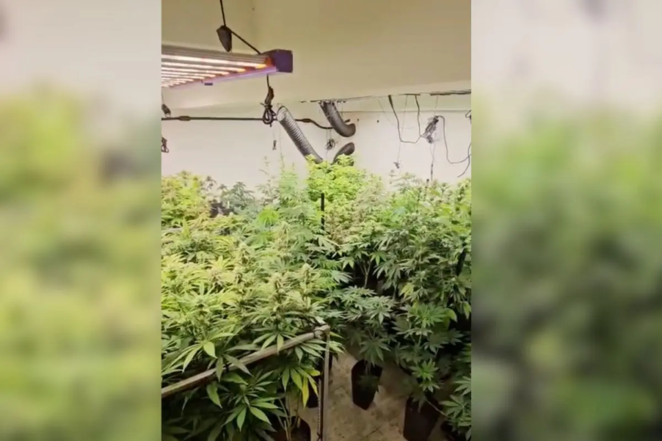 Polícia Civil apreendeu centenas de pés de maconha em casa de investigado na operação (Foto: Polícia Civil)