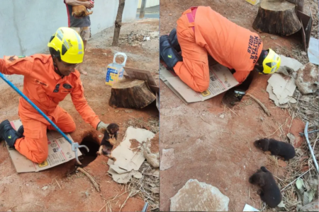 Bombeiros resgatam cinco filhotes presos em buraco em lote baldio de Caldas Novas (Foto: Corpo de Bombeiros)