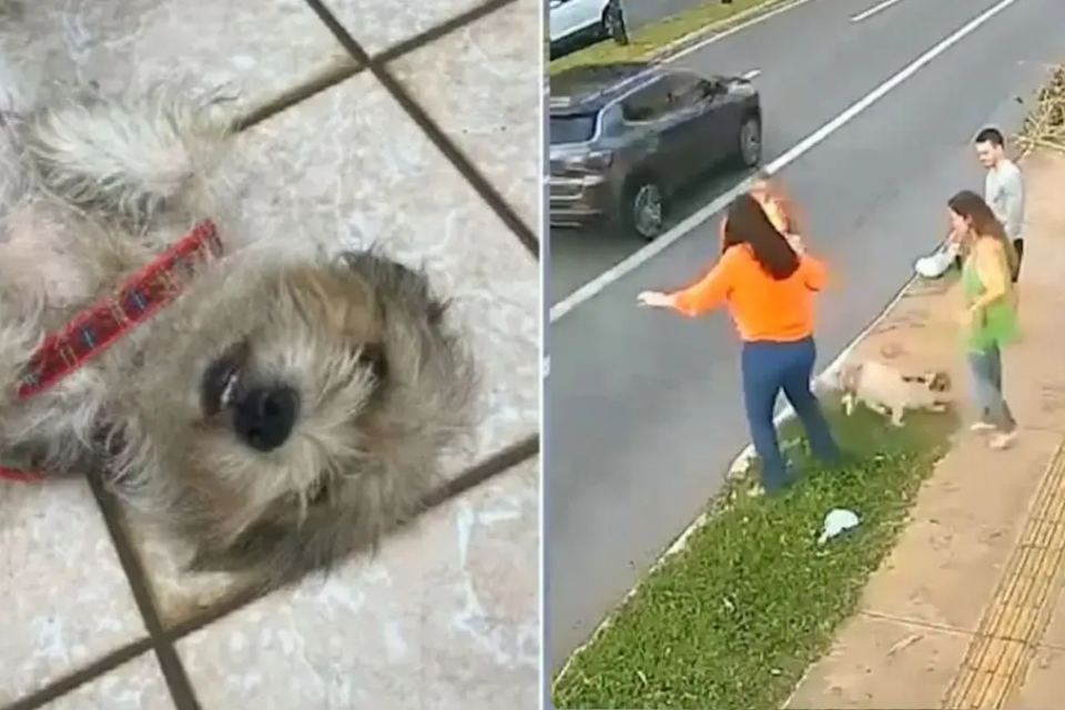 Cachorro é retirado de um bueiro por moradores após ser jogado no local pelo tutor, em Goiânia