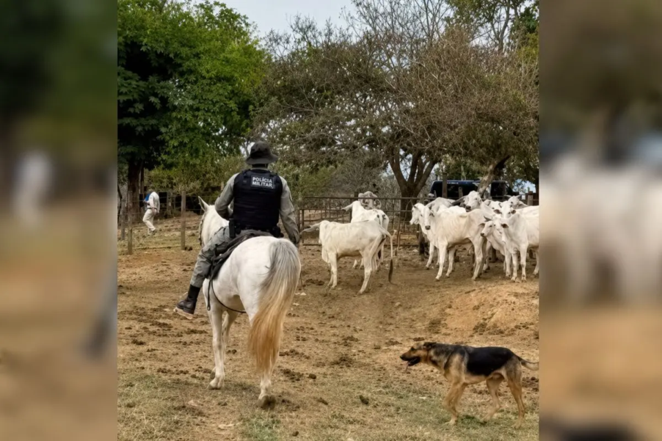 Batalhão Rural da PM recupera 14 bois que fugiram para uma fazenda vizinha, e o vizinho cobrou R$ 750 para devolver ao dono em Caldas Novas (Foto: Polícia Militar)