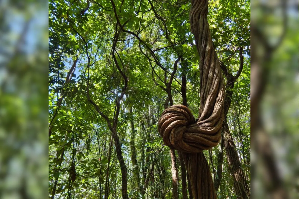 Fotógrafo cego, Luciano Ambrósio, diz que a fotografia de natureza é a sua preferida (Foto: Luciano Ambrósio)