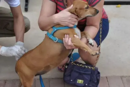 Cachorro recebe vacina antirrábica durante atendimento veterinário