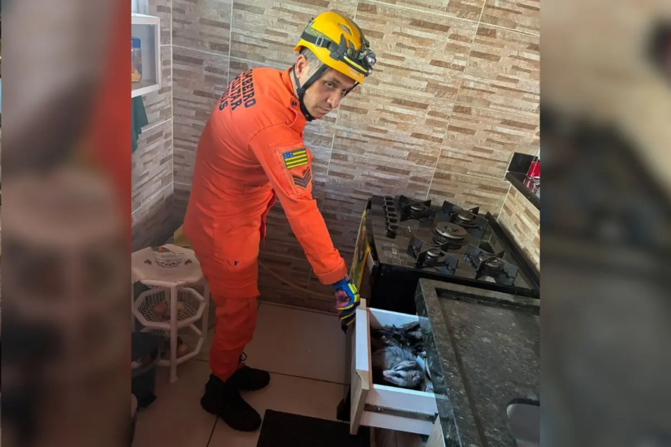 Bombeiros resgatam gambá com filhotes que estavam dentro de gaveta em Bela Vista de Goiás (Foto: Corpo de Bombeiros)