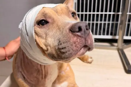 Pitbull Fênix durante o período em que recebeu cuidados após ser resgatada em situação de maus-tratos