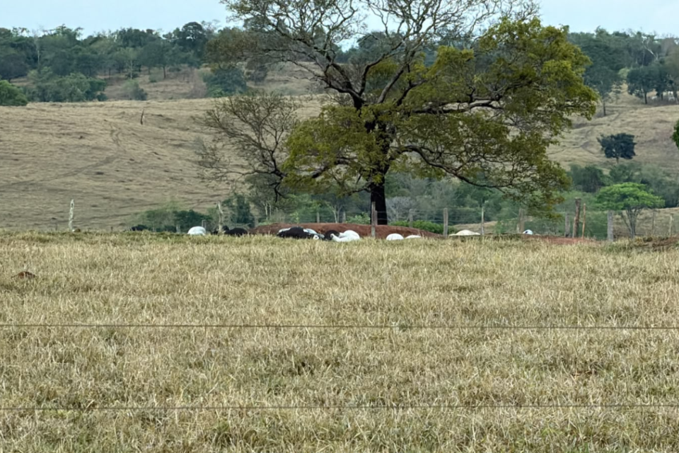 Animais mortos no pasto - (Foto: arquivo pessoal)