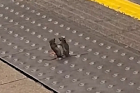 Ratos são flagrados lutando MMA em estação de metrô de Londres vídeo Roedores foram filmados trocando golpes apoiados nas patas traseiras