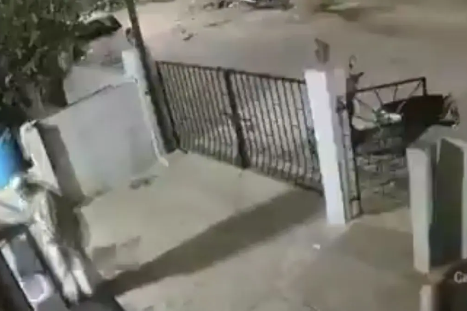 idosa é atacada por macaco