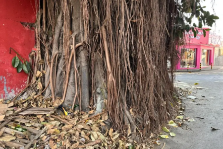 Gameleira em Campinas, Goiânia