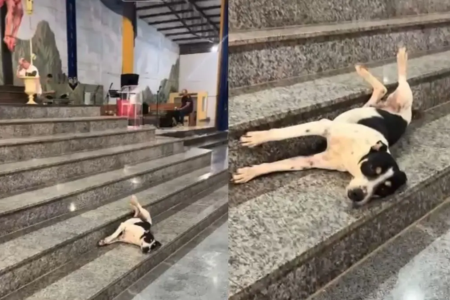 Padre flagra momento ‘relax’ de cachorro em igreja de Niquelândia: ‘olha a folga’ (Foto: Reprodução)