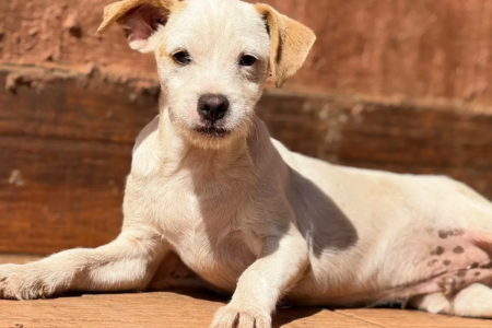 Evento reúne 31 cães para adoção neste sábado (3) em Goiânia