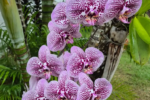 Orquídea