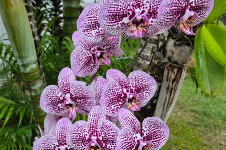 Orquídea