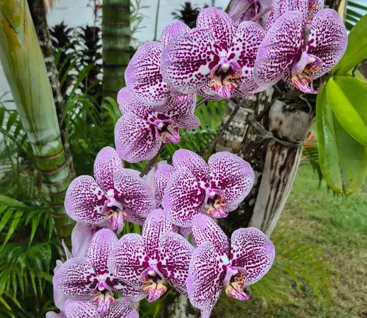 Orquídea
