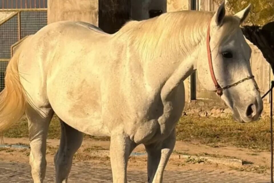 Cavalo de R$ 100 mil é furtado, vendido por preço baixo e recuperado pela polícia Animal da raça Quarto de Milha
