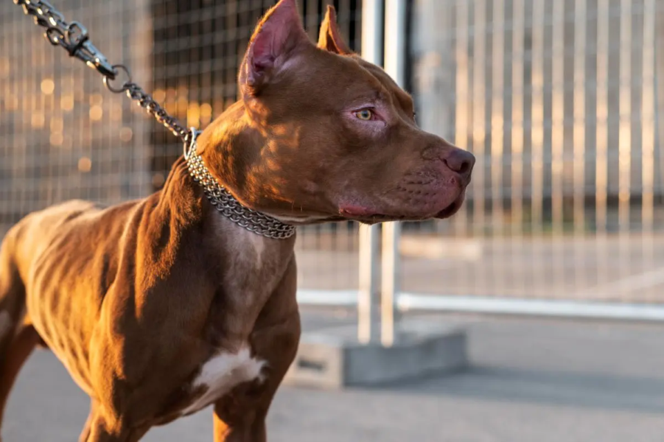 portrait-adorable-pitbull-dog-1788897960