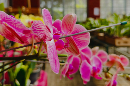 2ª Exposição Regional de Orquídeas reúne espécies e expositores em Goiânia; saiba data e local