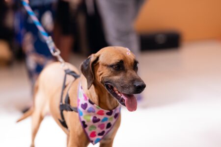 Adota Pet reúne cerca de 12 cães para adoção neste sábado (19) em Goiânia