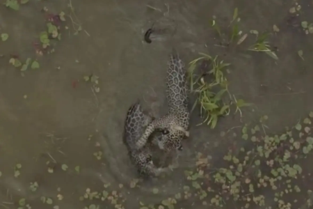 Onça pintada é flagrada 'ensinando' natação para filhote no Pantanal; vídeo mãe entra na água e o filhote a acompanha em diferentes momentos