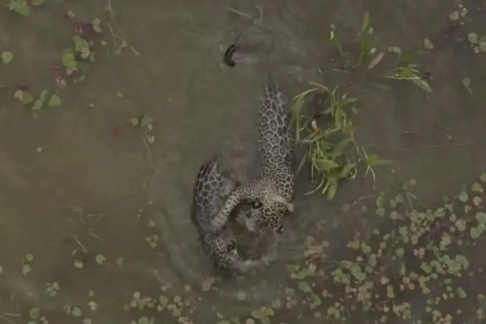 Onça pintada é flagrada 'ensinando' natação para filhote no Pantanal; vídeo mãe entra na água e o filhote a acompanha em diferentes momentos