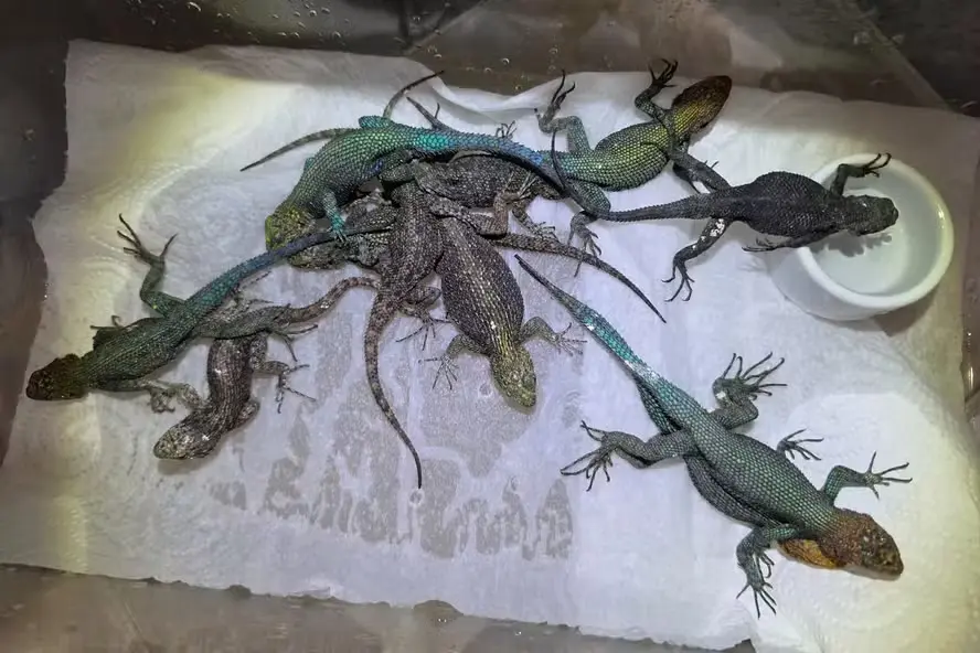 Homem é preso em aeroporto com 90 lagartos e cobras venenosas na bagagem; veja fotos Cerca de 30 animais morreram durante a viagem
