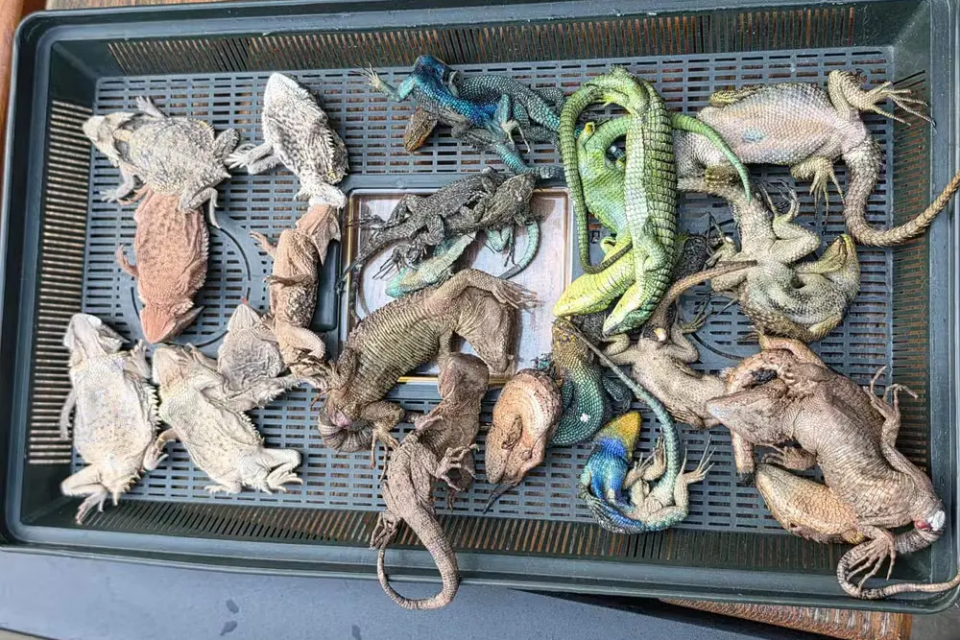 Homem é preso em aeroporto com 90 lagartos e cobras venenosas na bagagem; veja fotos Cerca de 30 animais morreram durante a viagem