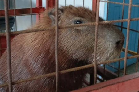 capivara