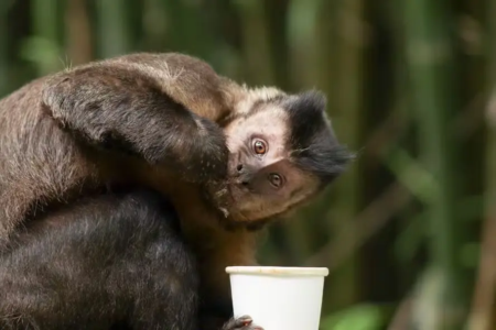 Macaco prego invade casa, bebe álcool, toma remédios e agride moradores em Salvador Animal deixou cinco pessoas feridas