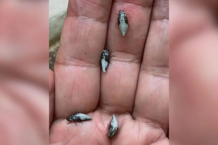Pequenas cigarrinhas se alojam nas árvores e produzem essa "chuva" durante o período de calor em Goiânia (Foto: Sinésio Dioliveira)