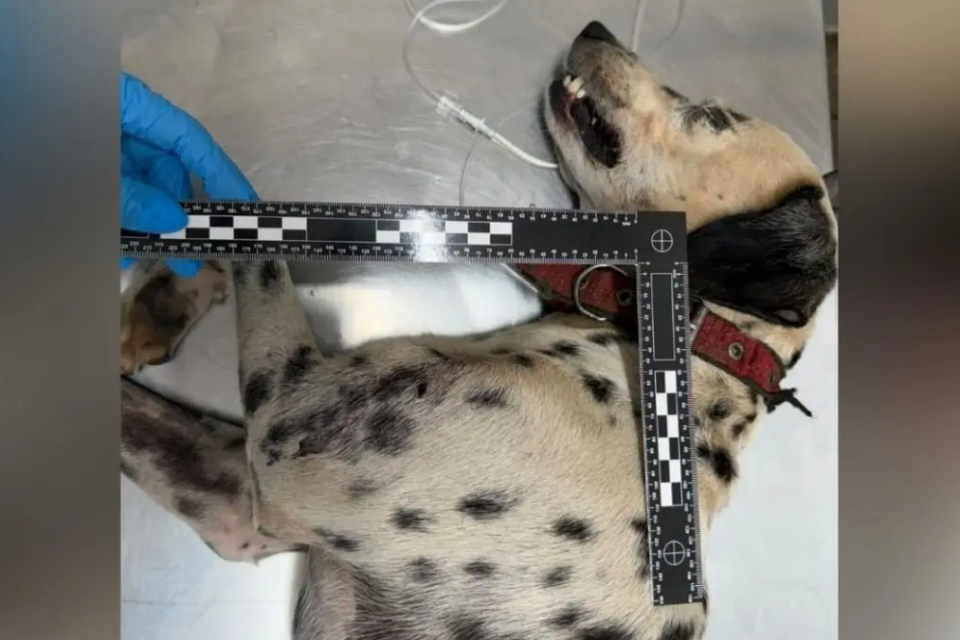 Cachorro resgatado pela polícia após ser agredido com uma pá pelo tutor, em Goiânia